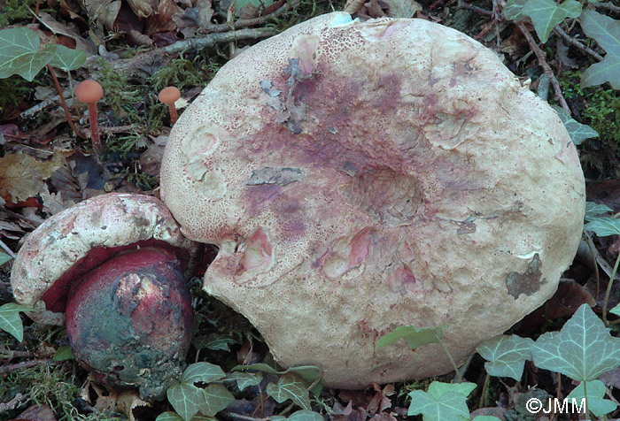 Boletus legaliae = Boletus satanoides = Rubroboletus legaliae